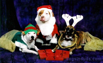Christmas dog